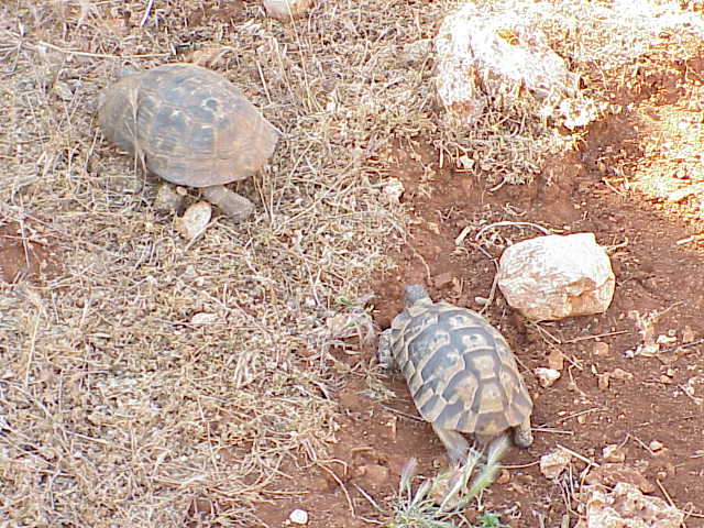   Turtles                Kiliclar